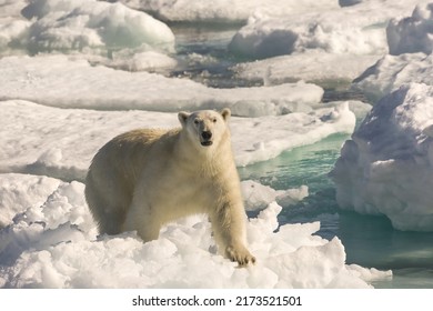 Polar Bear (Ursus Maritimus), Davis Strait, Nunavut, Canada