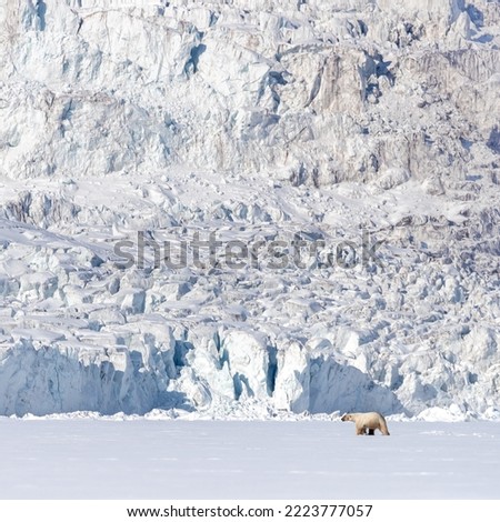 A polar bear, ursus maritimus, is dwarfed by a glacier in Svalbard, a Norwegian archipelago between mainland Norway and the North Pole.
