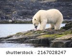 Polar Bear (Ursus maritimus) feeding on a seal carcass, Button Islands, Labrador, Canada