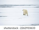 Polar bear, (Ursus maritimus), female, on pack ice, close drift, Spitsbergen, Svalbard, Norway, Europe