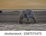 Polar bear (Ursus maritimus), gravel island, Kaktovik, Barter Iceland, Beaufort Sea, Alaska, USA, North America