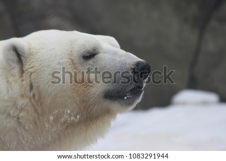 polar bear Ursus maritimus is a hypercarnivorous bear whose native range lies largely within the Arctic Circle, encompassing the Arctic Ocean, its surrounding seas and surrounding land masses.