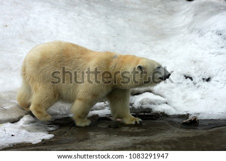 polar bear Ursus maritimus is a hypercarnivorous bear whose native range lies largely within the Arctic Circle, encompassing the Arctic Ocean, its surrounding seas and surrounding land masses.