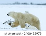 Polar bear (Ursus maritimus) mother with triplets, Wapusk National Park, Churchill, Hudson Bay, Manitoba, Canada, North America