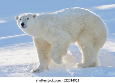 Ours Blanc Images Stock Photos Vectors Shutterstock