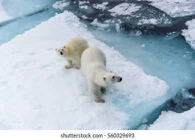 Ours Blanc Et Bebe Ours Blanc Sur Banquise Images Photos Et Images Vectorielles De Stock Shutterstock