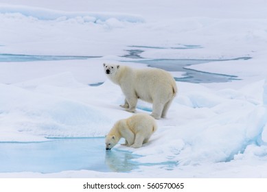 Ours Blanc Et Bebe Ours Blanc Sur Banquise Images Photos Et Images Vectorielles De Stock Shutterstock