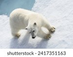 Polar bear (Ursus maritimus) on the pack  ice north of Spitsberg