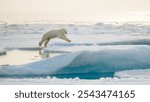 Polar bear (Ursus maritimus) on ice and snow, Svalbard, Norway