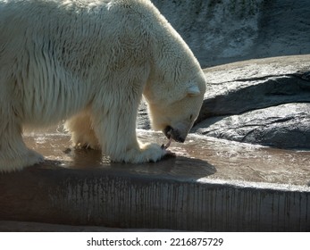 Polar Bear Ursus Maritimus On A Sunny Day.