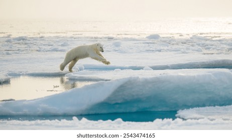 Polar bear (Ursus maritimus) on ice and snow, Svalbard, Norway