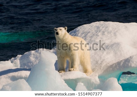 Polar Bear (ursus maritimus) on floating ice, Davis Strait, Labrador See, Labrador, Canada 