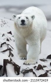 Polar bear (Ursus maritimus). Portrait of a polar bear walking on a snowy hillside. Animals of the Arctic. Wildlife of the polar region. Beautiful white bear close up. Large predatory northern animal.