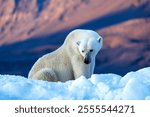 Polar bear, ursus maritimus, and the red rock mountains of Vikinge Bay, Scoresby Sund, Greenland. Side view of an adult female sitting on a blue iceberg.