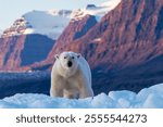 Polar bear, ursus maritimus, and the red rock mountains of Vikinge Bay, Scoresby Sund, Greenland. Front view of an adult female standing on a blue iceberg.