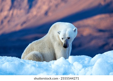 Oso polar, ursus maritimus y las montañas rocosas rojas de la bahía de Vikinge, Scoresby Sund, Groenlandia. Vista lateral de una mujer adulta sentada en un iceberg azul.