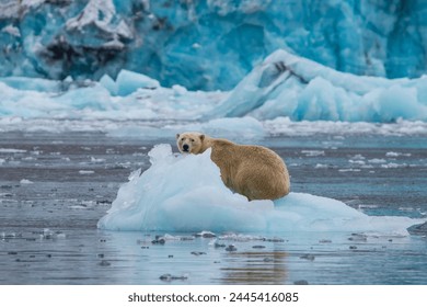 Polar bear (Ursus maritimus) sitting on a piece of ice in front of a glacier, Hornsund, Svalbard, Arctic