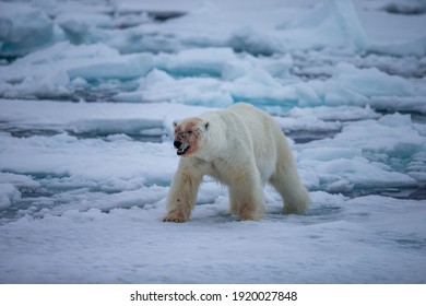 Polar Bear (Ursus maritimus) Spitsbergen North Ocean
