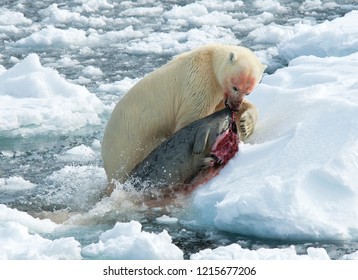 Polar Bear (Ursus Maritimus) Standing On Ice Flow Of Svalbard, Arctic Norway. A Threatened Species From The Arctic.