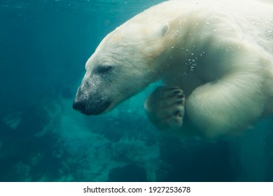  polar bear (Ursus maritimus) swiming - Powered by Shutterstock