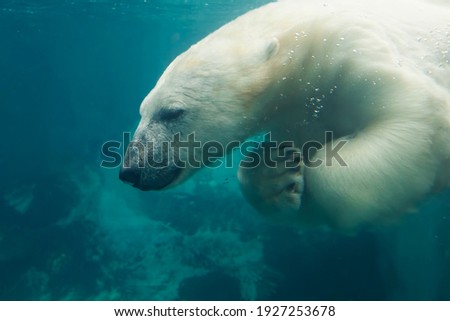  polar bear (Ursus maritimus) swiming