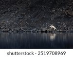 A polar bear walking along the rocky shore of Vikinge Bay, Eastern Greenland. The background features a rugged, rocky terrain and dark fjord water at dusk.