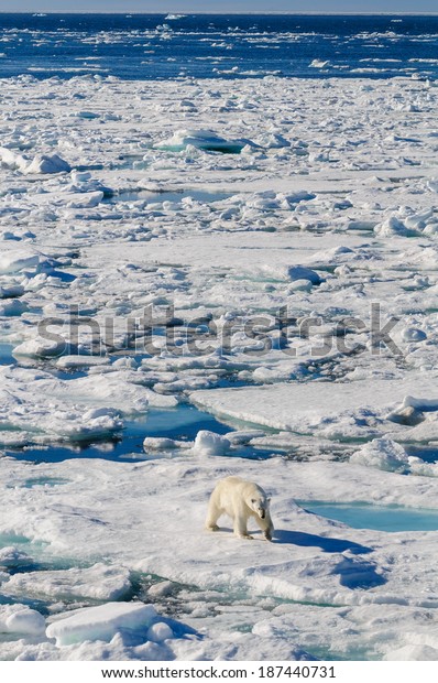 Polar Bear Walking Between Ice Floats Stock Photo 187440731 | Shutterstock