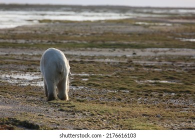 Polar Bear Walking At Hudson Bay Canada