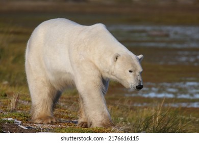 Polar Bear Walking At Hudson Bay Canada