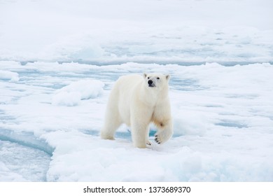 Polar Bear Walking On The Ice In Arctic.