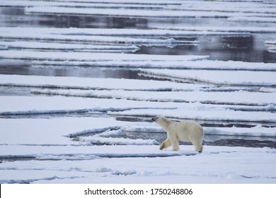 Polar Bear Walking On The Melting Sea Ice In The Arctic, Spitsbergen.