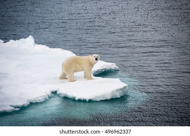 Polar Bear Walking On Sea Ice