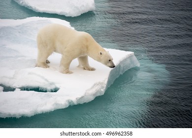 Polar Bear Walking On Sea Ice