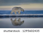 Polar bear walking on spit of snow covered Barter Island with reflection in water of Kaktovik Lagoon Alaska