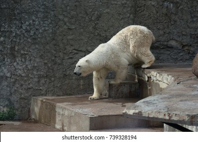 Polarbärenwanderungen im Zoo von Sankt-Petersburg