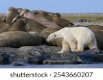 Polar bear and walruses on land, Svalbard, Norway