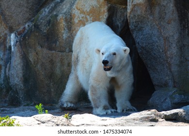 A Polar Bear Wanders Near His Den