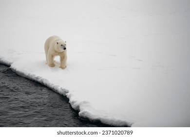A polar bear watches the U.S. Coast Guard Cutter Healy (WAGB 20) on Sep. 22, 2023. 