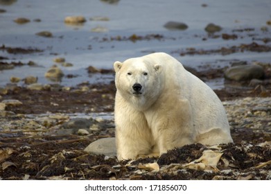 Polar Bear In The Wild - Churchill, Manitoba