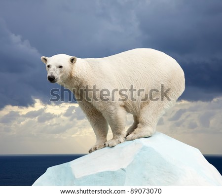 polar bear in wildness area against sea landscape