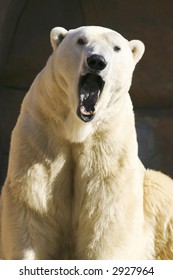 Polar Bear Yawning