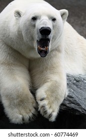 Polar Bear Yawning