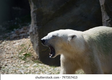 A Polar Bear Yawns Or Growls In The Sunlight. His Eyes Are Closed And His Teeth Are Showing.