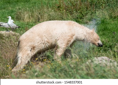 Polar Bear At Yorkshire Wildlife Park