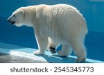 A polar bear in the zoo near the pool.