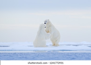 Polar Bears Dancing On The Ice. Two Polar Bears Love On Drifting Ice With Snow, White Animals In The Nature Habitat, Svalbard, Norway. Animals Playing In Snow, Arctic Wildlife.