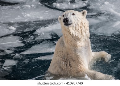 Polar bears emerging from the water on which floats ice chips