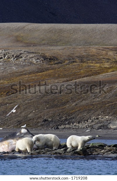 Polar Bears Feeding On Dead Sperm Stock Photo (Edit Now) 1719208