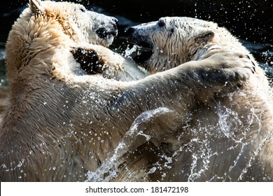 Polar Bears Fighting