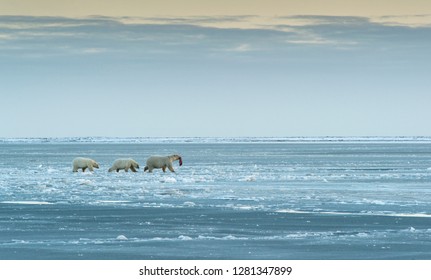 Polar Bears near Kaktovic, Alaska - Shutterstock ID 1281347899